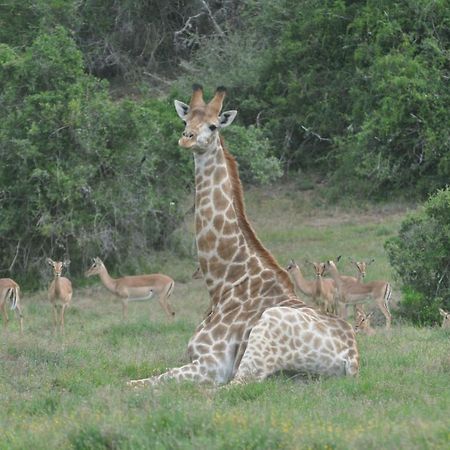 Hopewell Private Game Reserve Buyskloof Kültér fotó