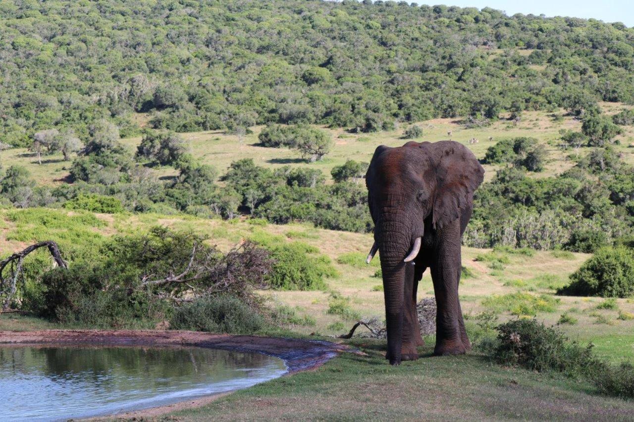 Hopewell Private Game Reserve Buyskloof Kültér fotó