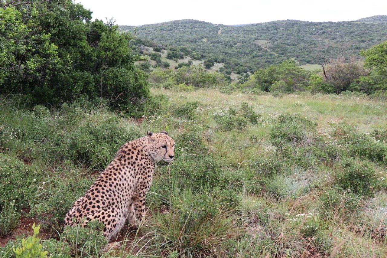 Hopewell Private Game Reserve Buyskloof Kültér fotó