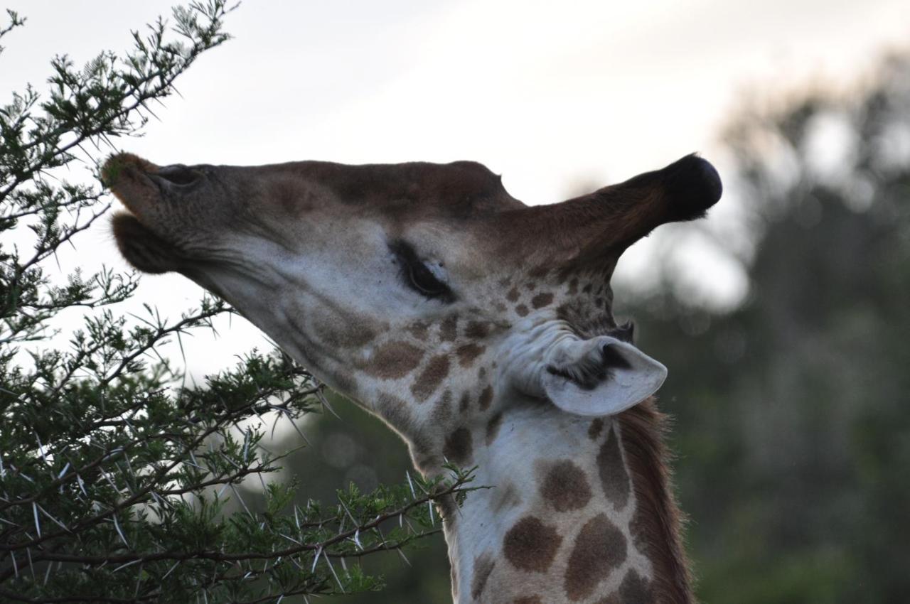 Hopewell Private Game Reserve Buyskloof Kültér fotó