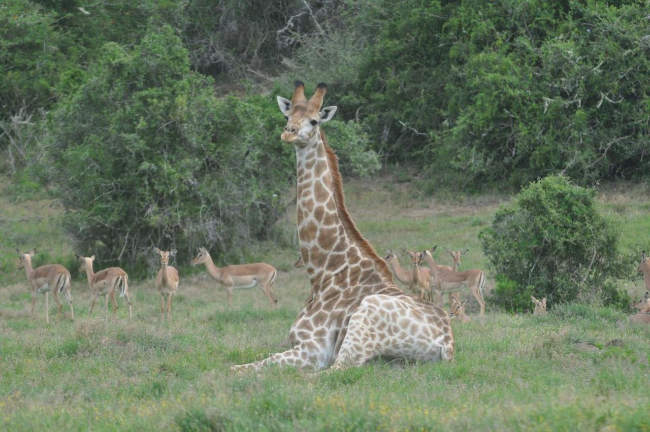 Hopewell Private Game Reserve Buyskloof Kültér fotó