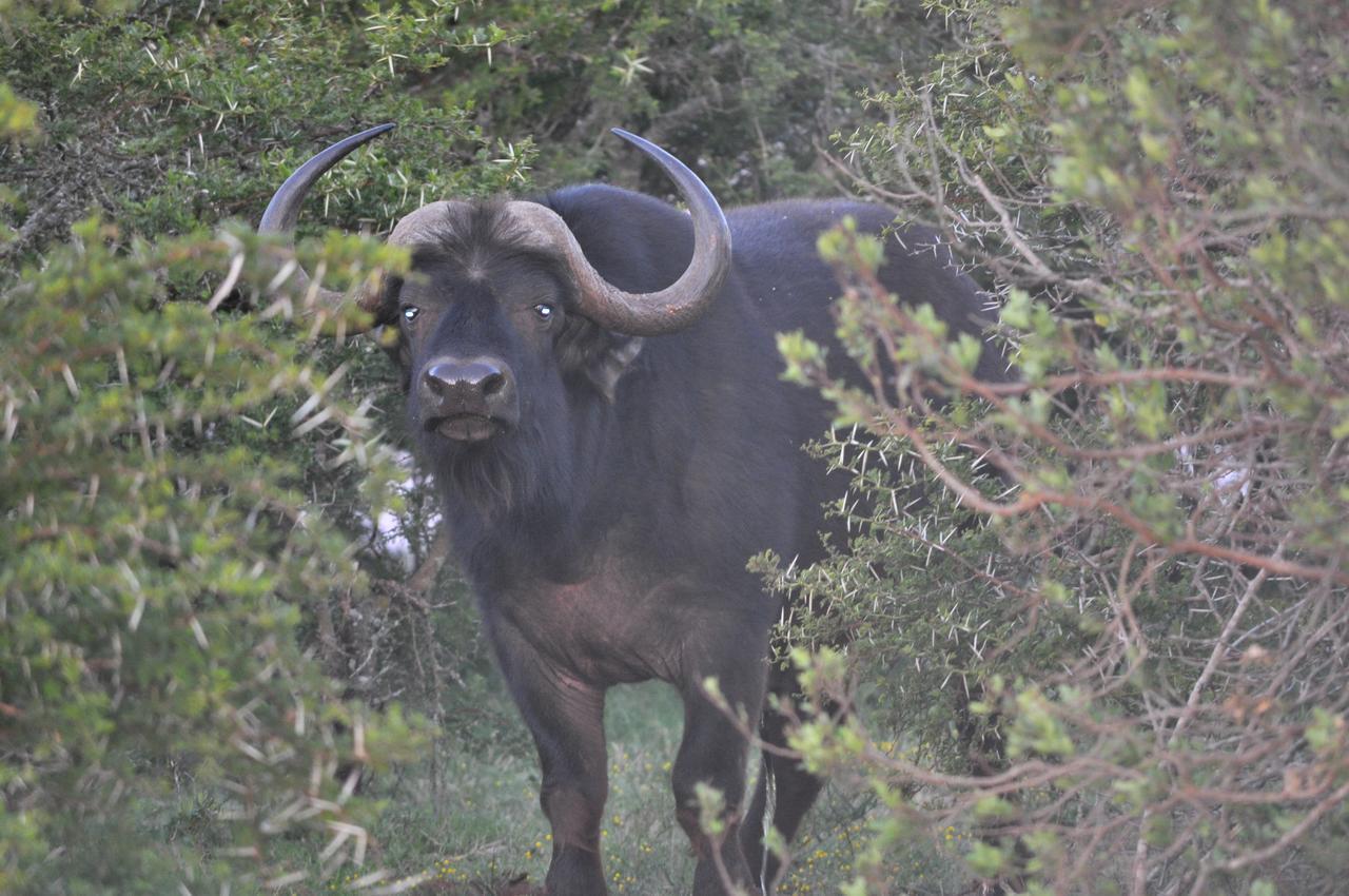 Hopewell Private Game Reserve Buyskloof Kültér fotó