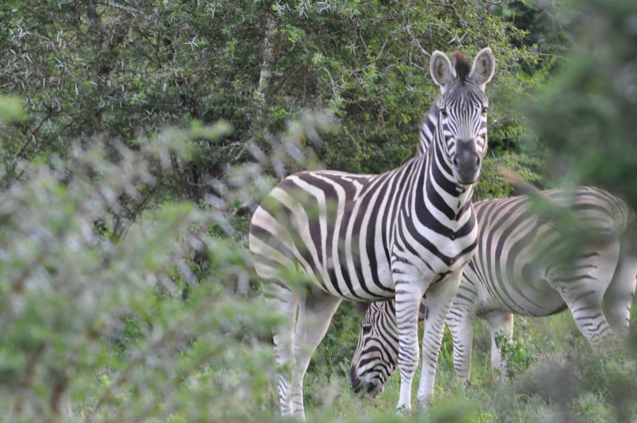 Hopewell Private Game Reserve Buyskloof Kültér fotó