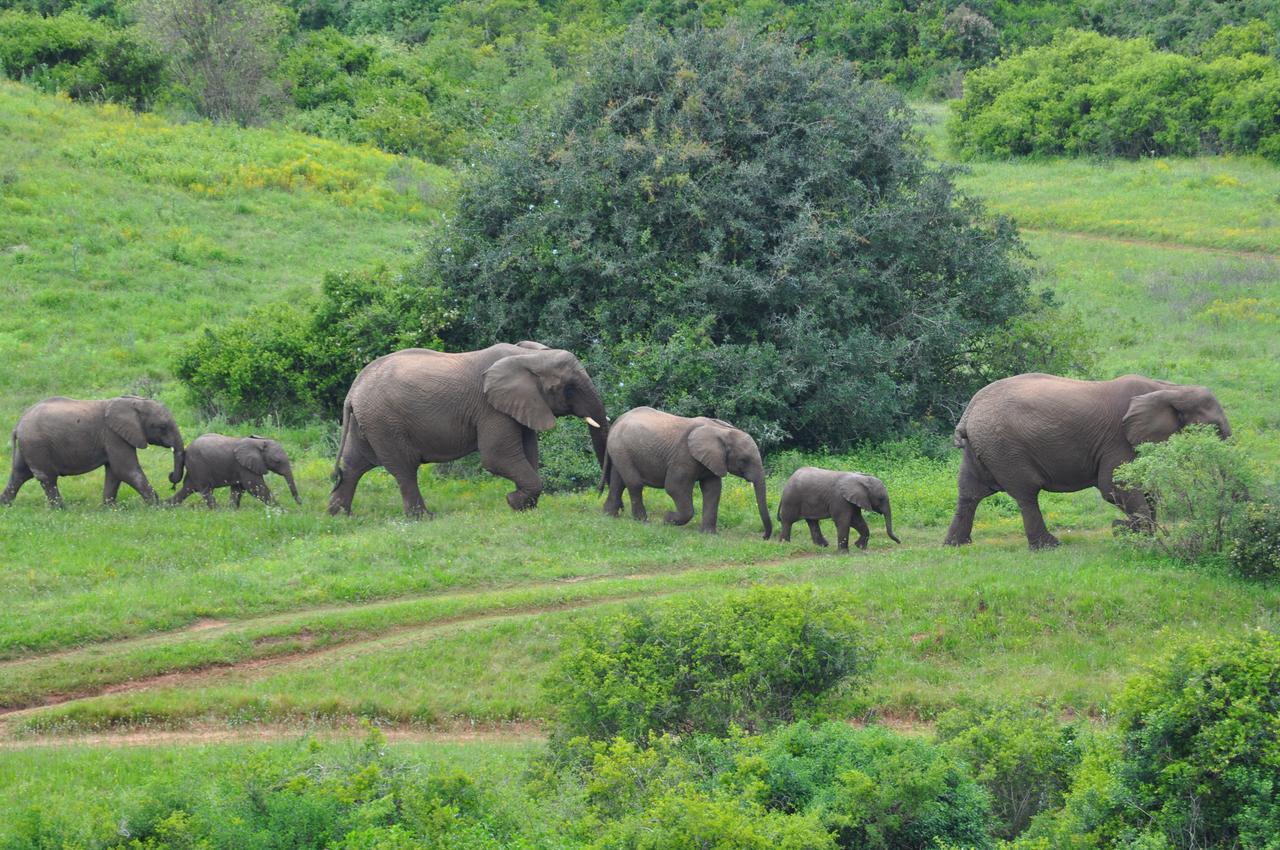 Hopewell Private Game Reserve Buyskloof Kültér fotó