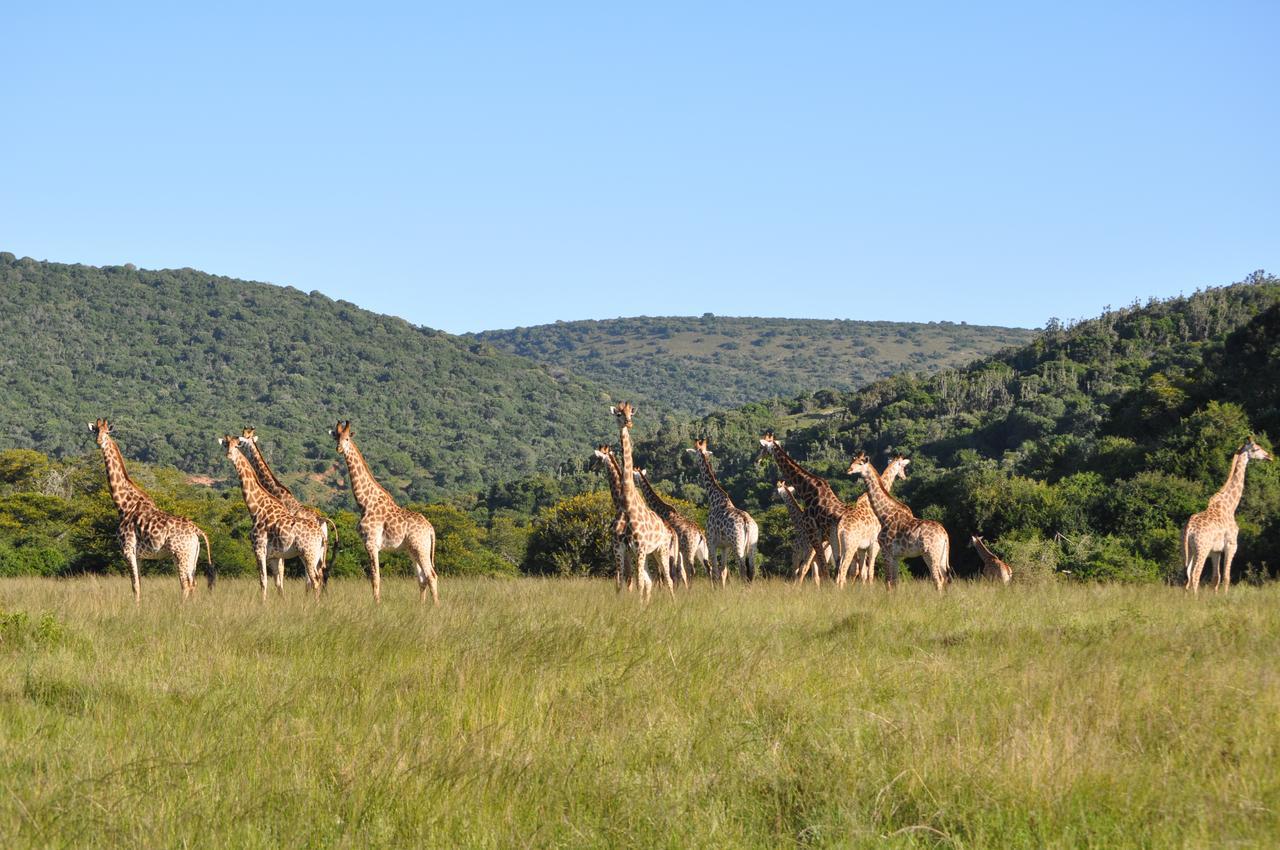 Hopewell Private Game Reserve Buyskloof Kültér fotó