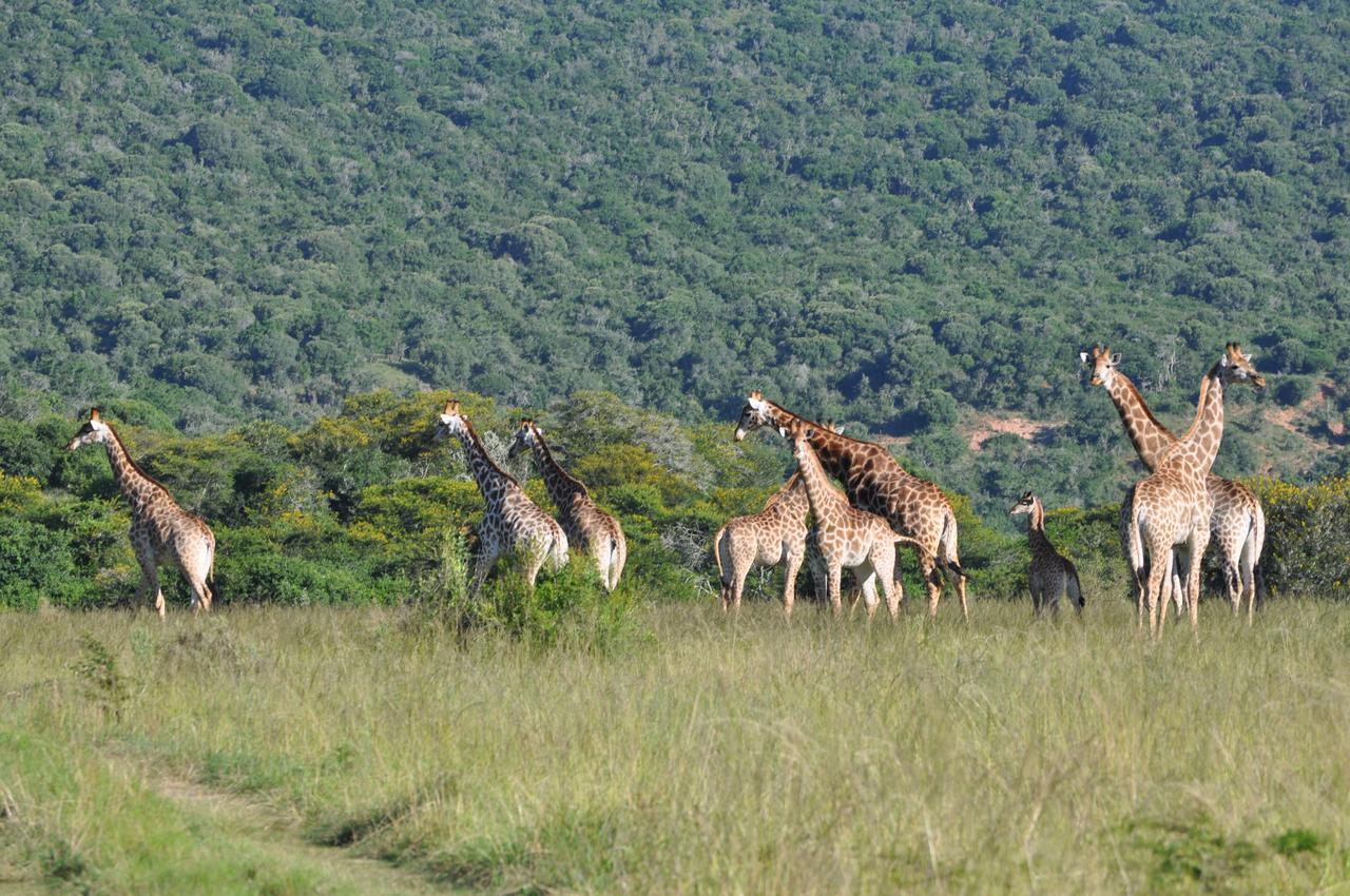 Hopewell Private Game Reserve Buyskloof Kültér fotó